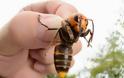 Σφαγή: Τριάντα ιαπωνικές σφήκες εξολοθρεύουν 30.000 μέλισσες - Πως αμύνονται οι μέλισσες για να σωθούν; (Video)