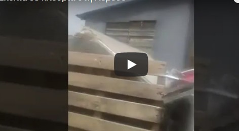 Λεμεσός: Βίντεο από διάσωση σκύλλων που διέμεναν σε άθλιες συνθήκες [video] - Φωτογραφία 1