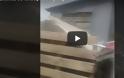 Λεμεσός: Βίντεο από διάσωση σκύλλων που διέμεναν σε άθλιες συνθήκες [video]