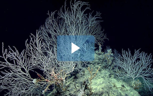 Κήπος από κοράλλια ηλικίας 1000 ετών! [video] - Φωτογραφία 1