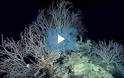 Κήπος από κοράλλια ηλικίας 1000 ετών! [video]