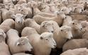 Καλύβια :Άγνωστοι έκλεψαν από στάνη 200 πρόβατα