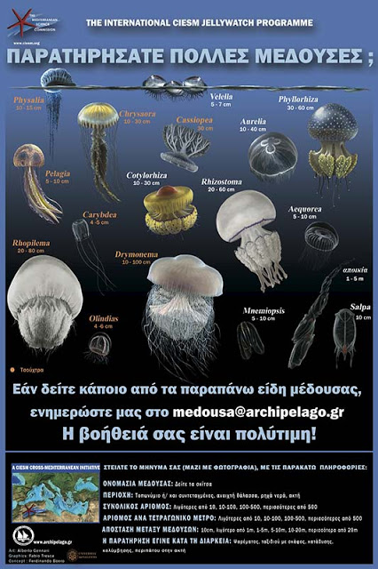 Εισβολή ξένων ειδών στα ελληνικά θαλάσσια νερά - Πόσο επικίνδυνο είναι το φαινόμενο; - Φωτογραφία 5