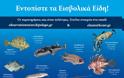 Εισβολή ξένων ειδών στα ελληνικά θαλάσσια νερά - Πόσο επικίνδυνο είναι το φαινόμενο; - Φωτογραφία 6