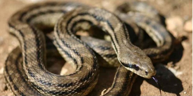 Αγρίνιο: Φίδι σε διαμέρισμα τρίτου ορόφου προκαλεί αναστάτωση - Φωτογραφία 1