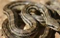 Αγρίνιο: Φίδι σε διαμέρισμα τρίτου ορόφου προκαλεί αναστάτωση