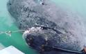 Καρχαρίας ... 512 ετών στα δίχτυα ψαράδων στον Βόρειο Ατλαντικό! [video] - Φωτογραφία 2