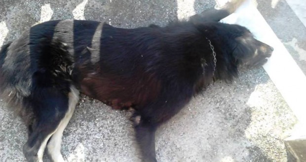 Αστυνομική παρέμβαση για τη θανάτωση 16 σκύλων με φόλες σε περιοχή της Κοζάνης - Φωτογραφία 1