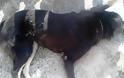 Αστυνομική παρέμβαση για τη θανάτωση 16 σκύλων με φόλες σε περιοχή της Κοζάνης
