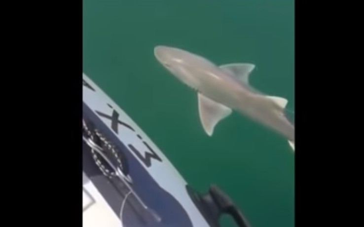 ΤΡΟΜΟΣ! Καρχαρίας στη Χαλκίδα - Δείτε τι αντίκρισαν οι ψαράδες [video] - Φωτογραφία 1