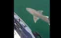 ΤΡΟΜΟΣ! Καρχαρίας στη Χαλκίδα - Δείτε τι αντίκρισαν οι ψαράδες [video]