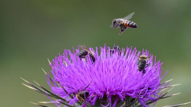 H μέλισσα ένα από τα πιο δημοφιλή κατοικίδια! - Φωτογραφία 1