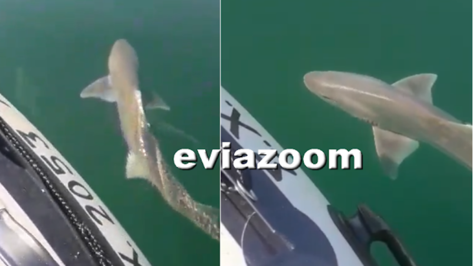 Εύβοια: Καρχαρίας σε απόσταση 200 μέτρων από την ακτή (βίντεο) - Φωτογραφία 1