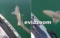 Εύβοια: Καρχαρίας σε απόσταση 200 μέτρων από την ακτή (βίντεο)