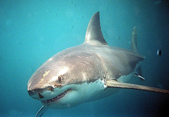 Εύβοια: Δείτε καρχαρία να αγγίζει φουσκωτό - Φωτογραφία 1