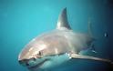 Εύβοια: Δείτε καρχαρία να αγγίζει φουσκωτό