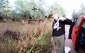 Αγρίνιο: Φίδια κόβουν βόλτες στα μπαλκόνια (VIDEO)