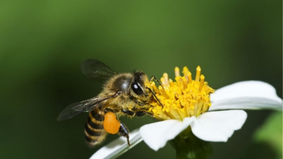 Τρίκαλα: 32χρονος πέθανε από αλλεργικό σοκ έπειτα από τσίμπημα μέλισσας - Φωτογραφία 1