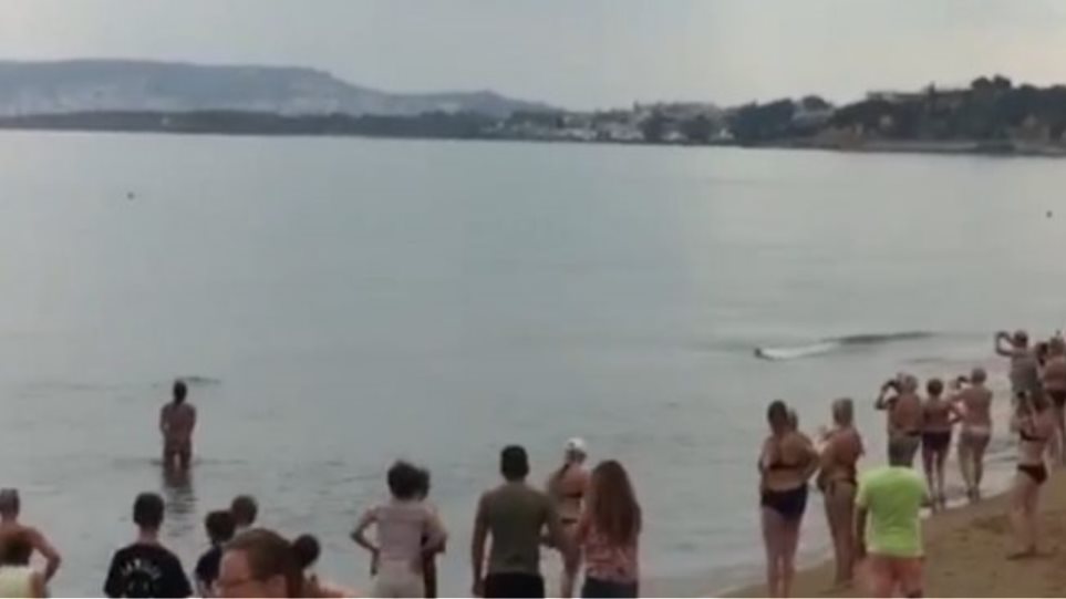 Δελφίνι εγκλωβίστηκε σε παραλία των Χανίων - Φωτογραφία 1