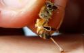 Σωφρονιστικός υπάλληλος πέθανε από το τσίμπημα μέλισσας