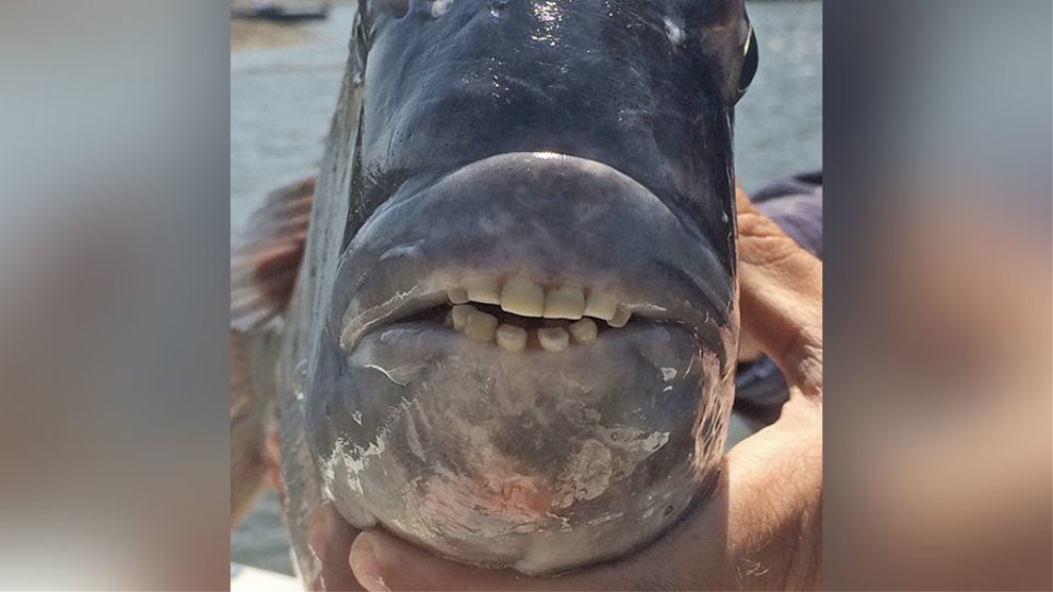 Φωτογραφία: Ψάρι με στόμα ανθρώπου στη Νότια Καρολίνα - Φωτογραφία 1