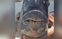 Φωτογραφία: Ψάρι με στόμα ανθρώπου στη Νότια Καρολίνα