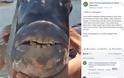 Φωτογραφία: Ψάρι με στόμα ανθρώπου στη Νότια Καρολίνα - Φωτογραφία 2