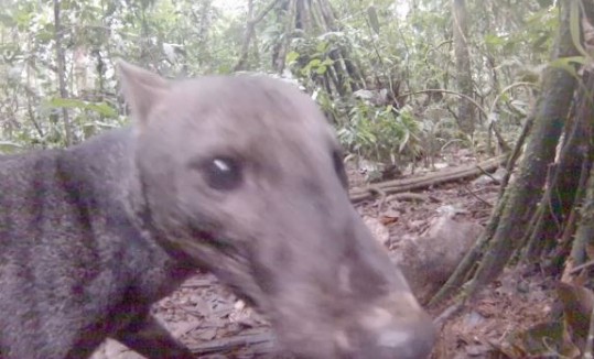 Σκύλος της ζούγκλας: Το πιο σπάνιο ζώο του κόσμου [video] - Φωτογραφία 1
