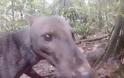 Σκύλος της ζούγκλας: Το πιο σπάνιο ζώο του κόσμου [video]