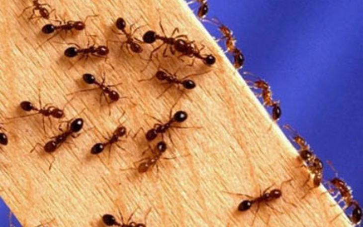 Έχετε μυρμήγκια στο σπίτι; Με αυτό το κόλπο δεν θα σας επισκεφτούν ποτέ ξανά - Φωτογραφία 1