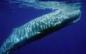 Guardian: Πώς τα κρουαζιερόπλοια απειλούν με εξαφάνιση τις τελευταίες φάλαινες στην Ελλάδα