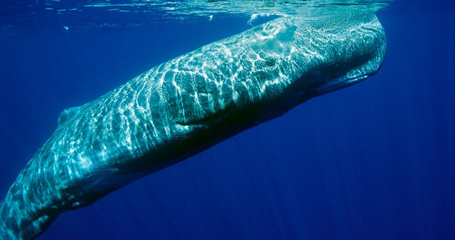 Τα κρουαζιερόπλοια σκοτώνουν τις τελευταίες φάλαινες της Ελλάδας... - Φωτογραφία 1