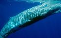 Τα κρουαζιερόπλοια σκοτώνουν τις τελευταίες φάλαινες της Ελλάδας...