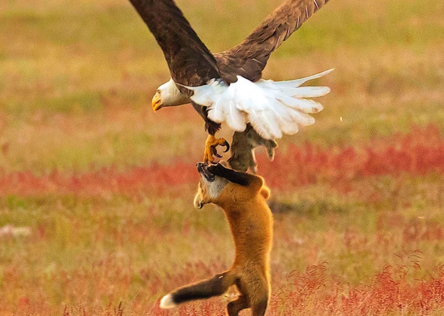 Αετός εναντίον αλεπούς - Ποιος κερδίζει; - Φωτογραφία 1