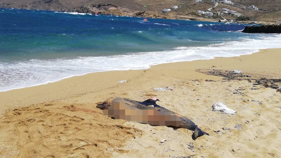 Και δεύτερο νεκρό δελφίνι «ξεβράστηκε» στη Μύκονο - Φωτογραφία 1