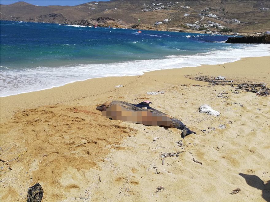 Και δεύτερο νεκρό δελφίνι «ξεβράστηκε» στη Μύκονο - Φωτογραφία 2