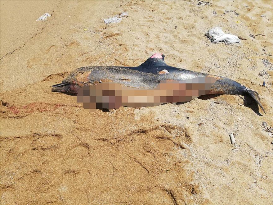 Και δεύτερο νεκρό δελφίνι «ξεβράστηκε» στη Μύκονο - Φωτογραφία 3