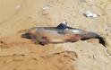 Και δεύτερο νεκρό δελφίνι «ξεβράστηκε» στη Μύκονο - Φωτογραφία 3