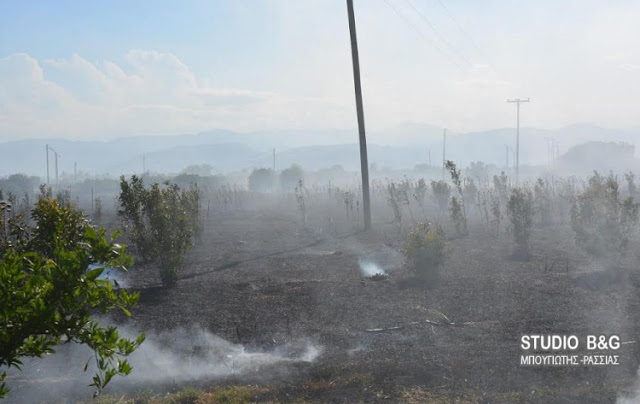 Αργολίδα: Φωτιά κοντά στο νεκροταφείο του χωριού Πουλακίδα [photos] - Φωτογραφία 2