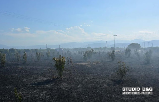 Αργολίδα: Φωτιά κοντά στο νεκροταφείο του χωριού Πουλακίδα [photos] - Φωτογραφία 7