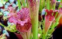 10 πανέμορφα αλλά… θανατηφόρα φυτά! [photos] - Φωτογραφία 1