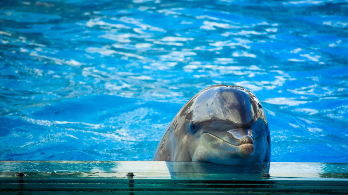 Πόσο «ευτυχισμένα» μπορεί να είναι τα δελφίνια σε αιχμαλωσία; - Φωτογραφία 1