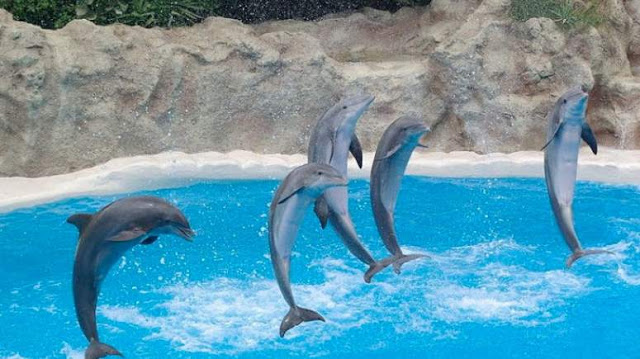 Πόσο «ευτυχισμένα» μπορεί να είναι τα δελφίνια σε αιχμαλωσία; - Φωτογραφία 2