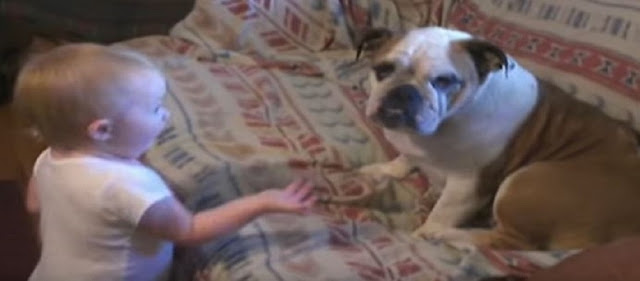 Απολαυστικό βίντεο: Όταν ένα μωρό μαλώνει ένα μπουλντόγκ! - Φωτογραφία 1