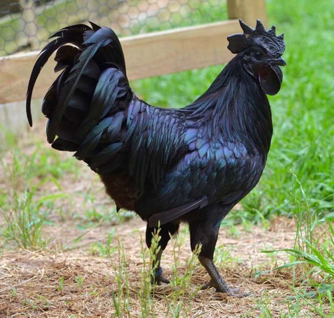 Μαύρα κοτόπουλα έχετε ξαναδεί; Και όμως υπάρχουν - Δείτε την «Lamborghini» των πουλερικών [photos] - Φωτογραφία 2