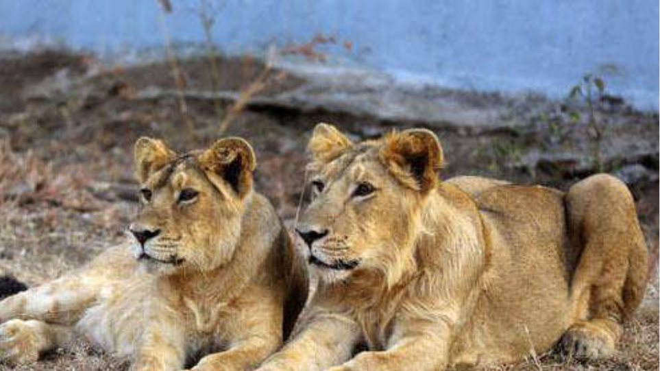 Λήξη συναγερμού για τα λιοντάρια, οι τίγρεις και το τζάγκουαρ στην Γερμανία - Φωτογραφία 1