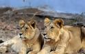 Λήξη συναγερμού για τα λιοντάρια, οι τίγρεις και το τζάγκουαρ στην Γερμανία