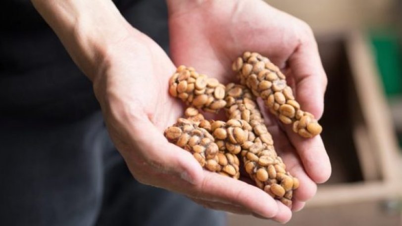 Οι ακριβότεροι κόκκοι καφέ στον κόσμο συλλέγονται από περιττώματα ασιατικής αγριόγατας - Φωτογραφία 1