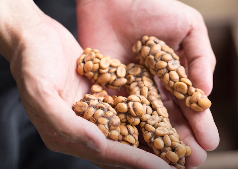 Οι ακριβότεροι κόκκοι καφέ στον κόσμο συλλέγονται από περιττώματα ασιατικής αγριόγατας - Φωτογραφία 2