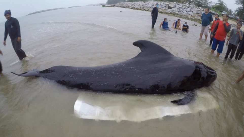 Τραγικός θάνατος για φάλαινα στην Ταϊλάνδη – Κατάπιε 80 πλαστικές σακούλες - Φωτογραφία 1